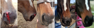 馬の鼻　皮膚癌