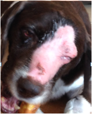 犬　放射線治療皮膚炎　ウィートグラス療法回復例